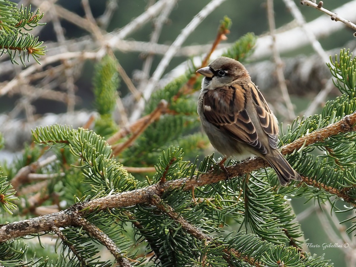 דרור הבית - ML647213729