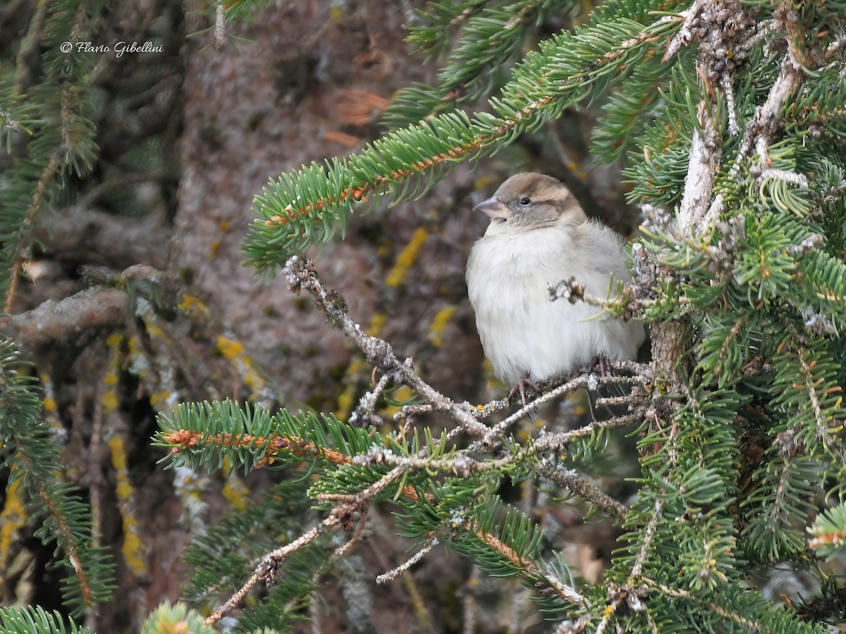 דרור הבית - ML647213730