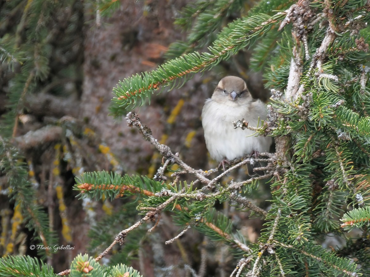 דרור הבית - ML647213731