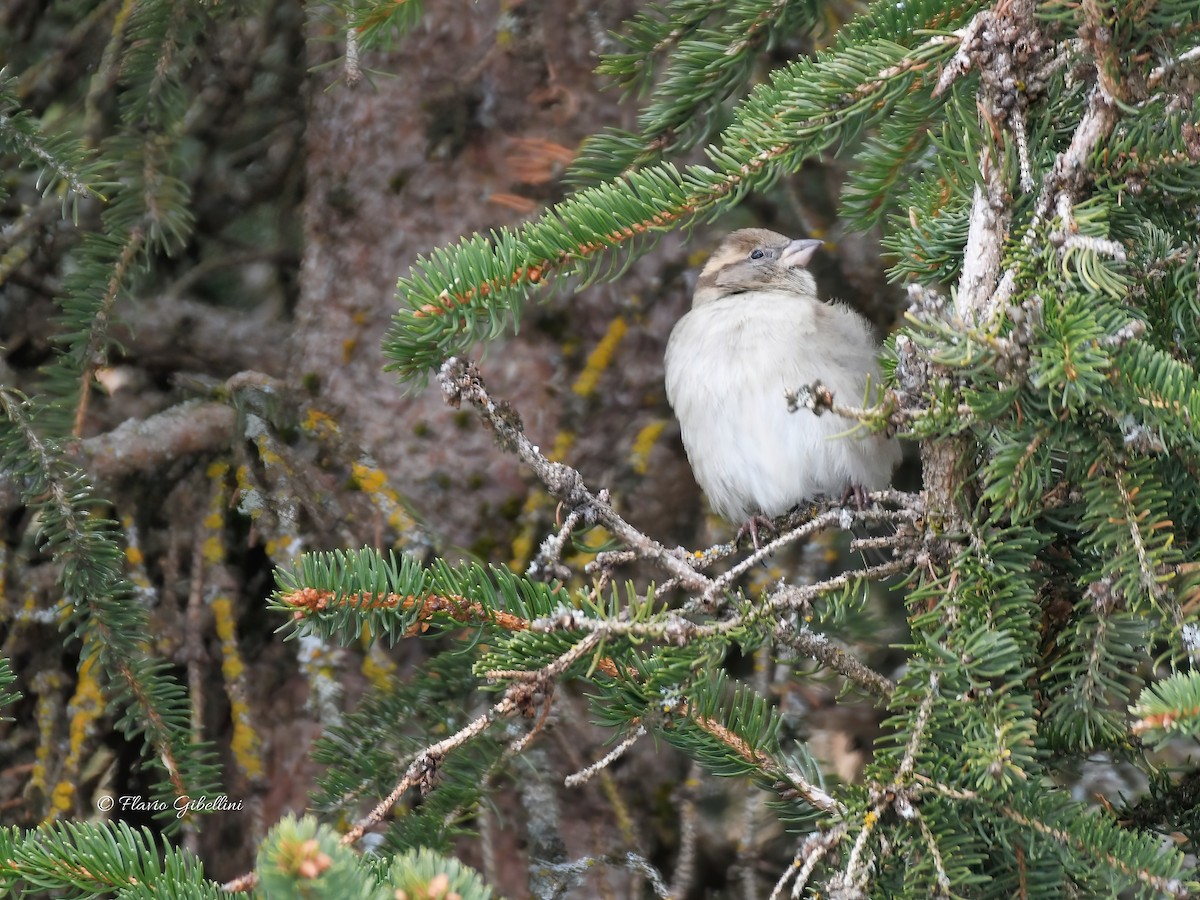 דרור הבית - ML647213732
