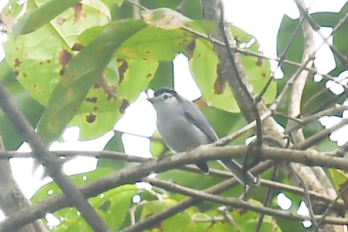 White-browed Gnatcatcher - ML647213733