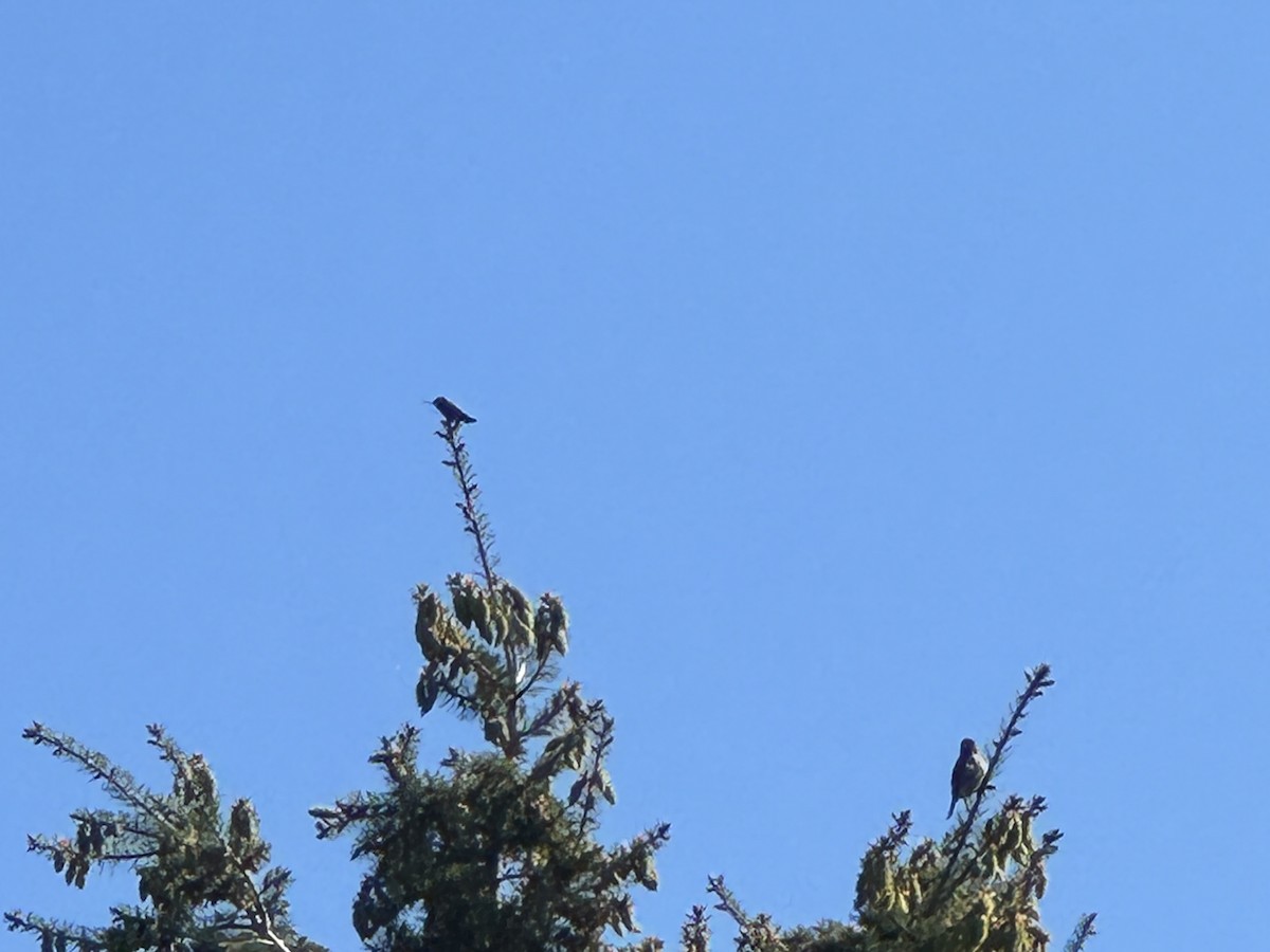 Annakolibri - ML647213734