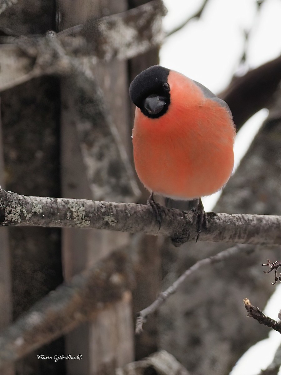 Eurasian Bullfinch - ML647213737
