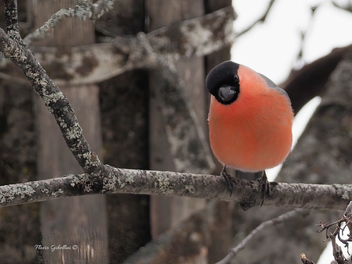 Eurasian Bullfinch - ML647213738