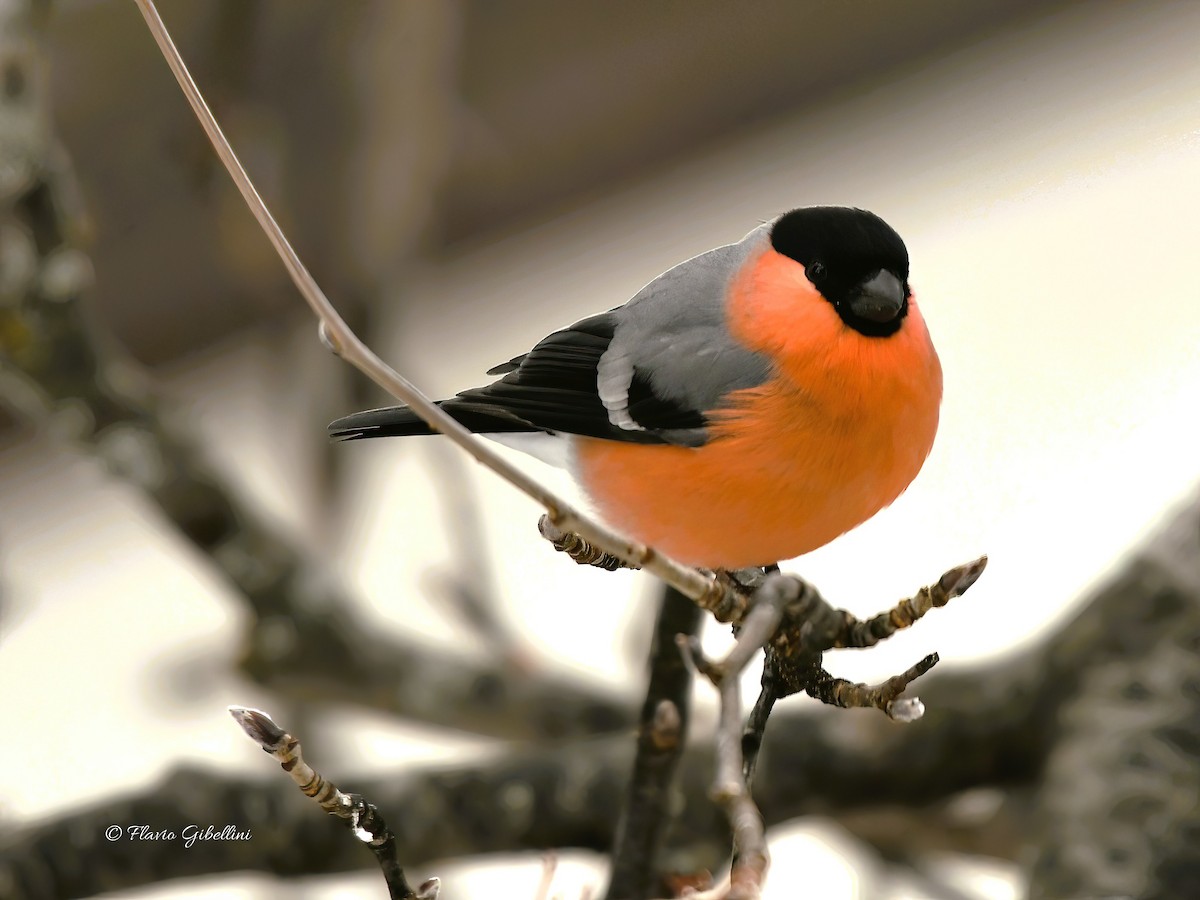 Eurasian Bullfinch - ML647213739