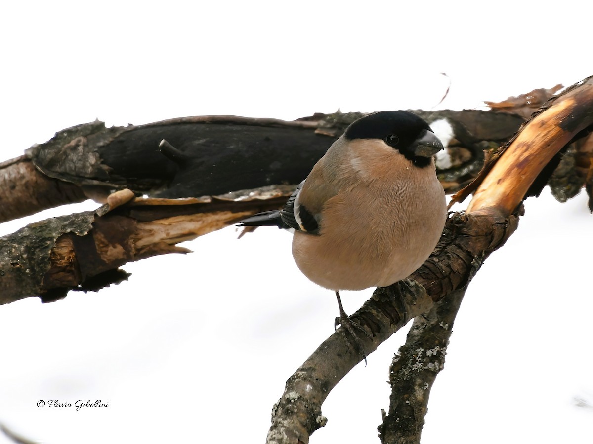 Eurasian Bullfinch - ML647213740