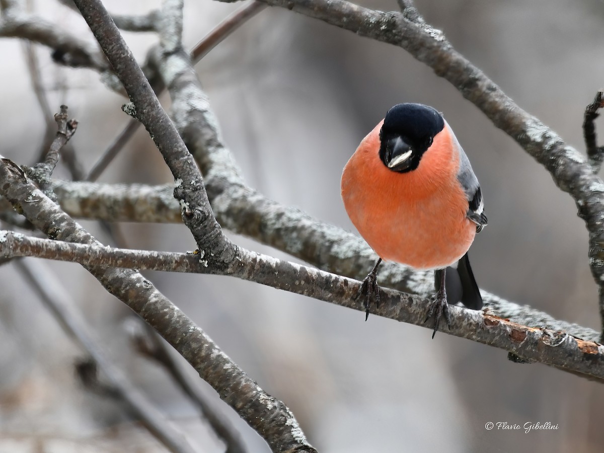 Eurasian Bullfinch - ML647213741