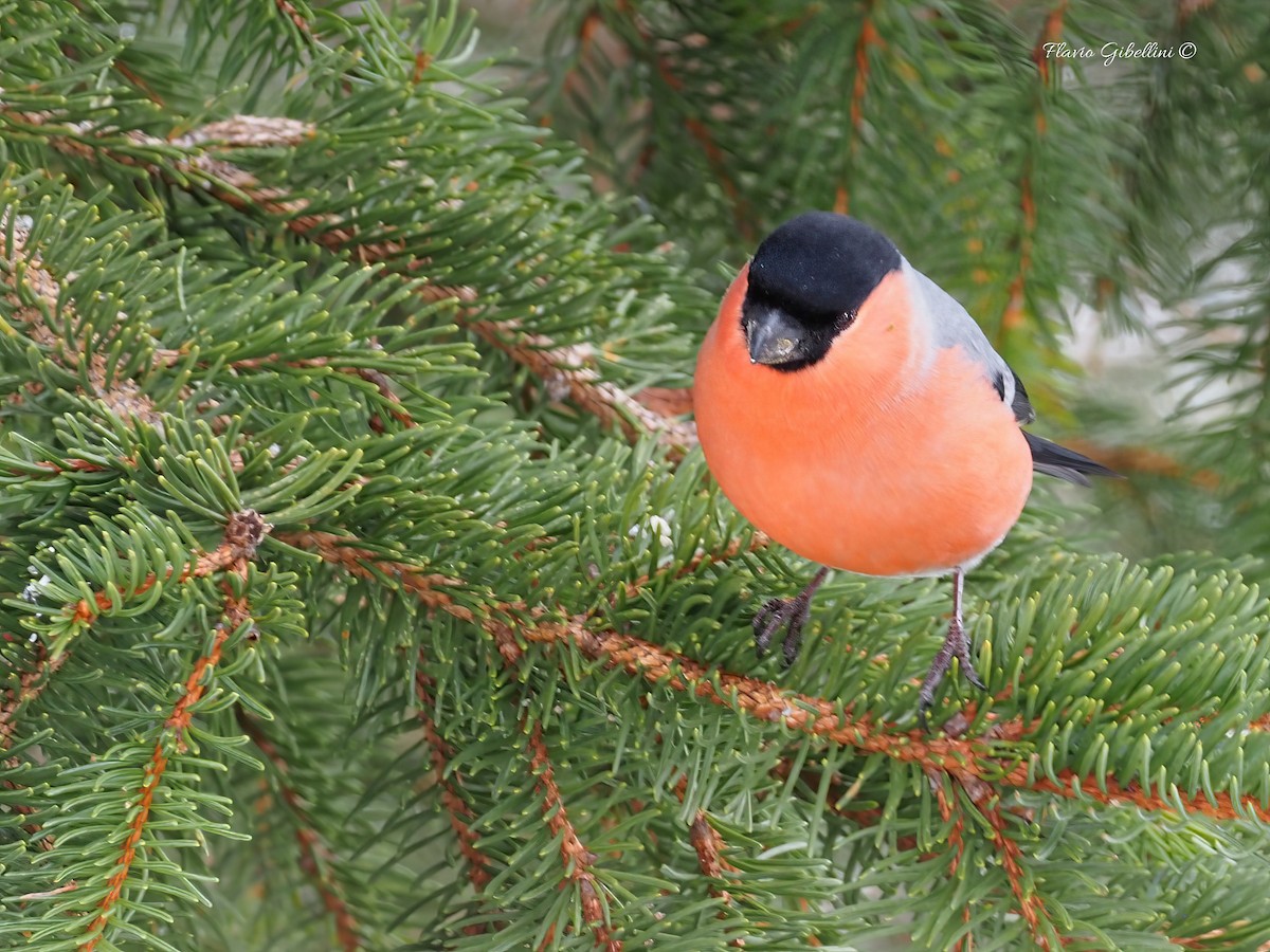 Eurasian Bullfinch - ML647213743