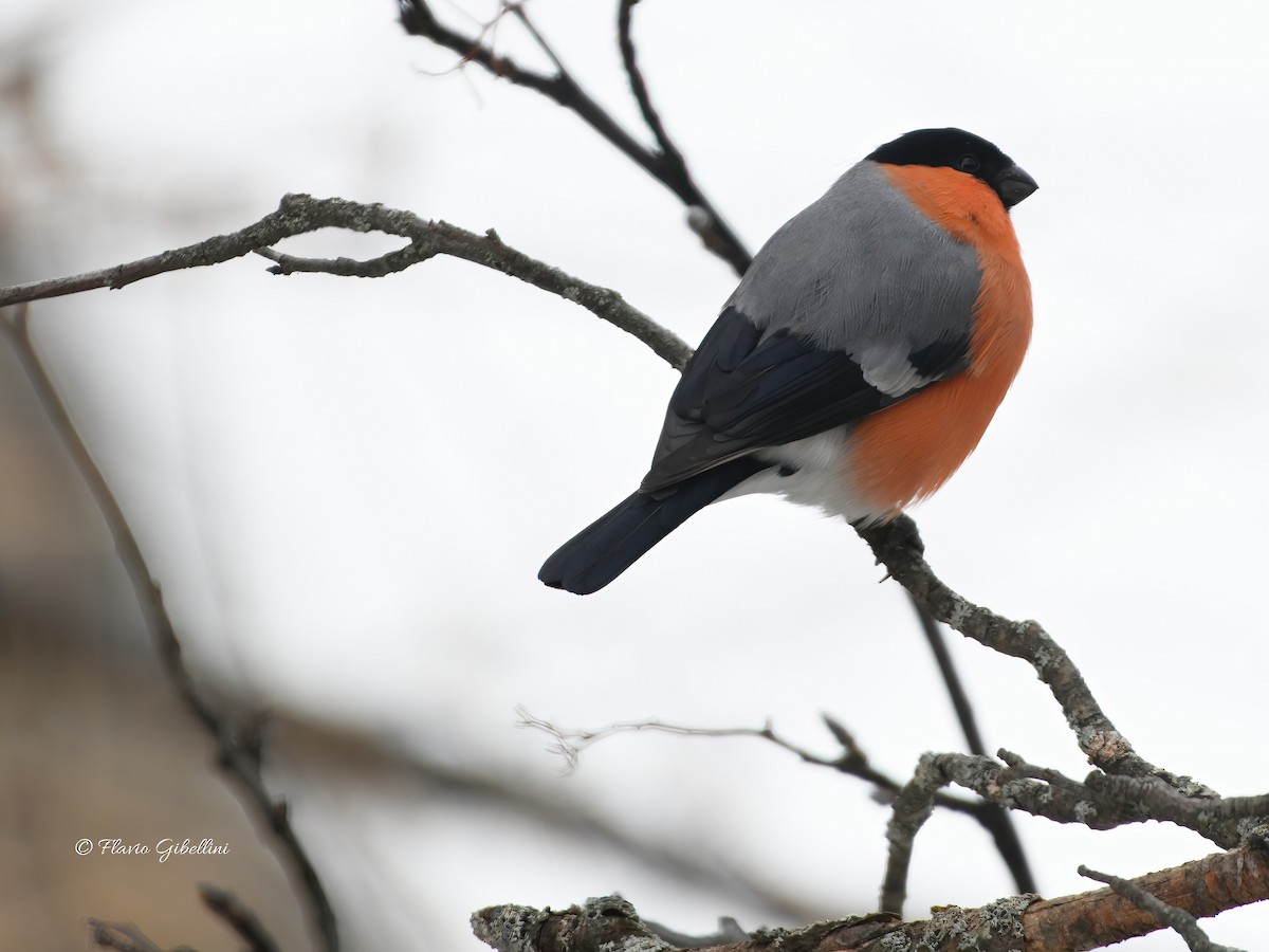 Eurasian Bullfinch - ML647213744
