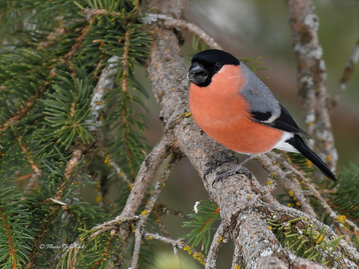 Eurasian Bullfinch - ML647213745