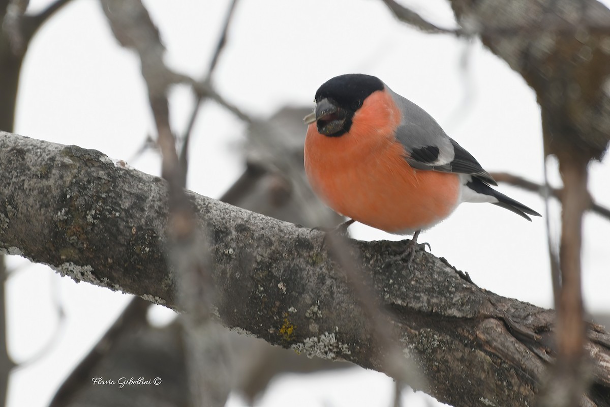 Eurasian Bullfinch - ML647213746
