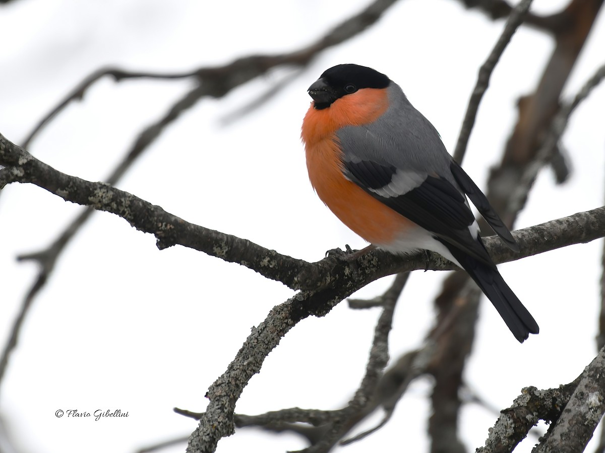 Eurasian Bullfinch - ML647213747