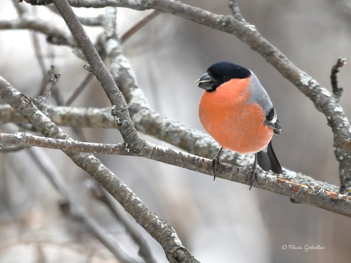 Eurasian Bullfinch - ML647213748