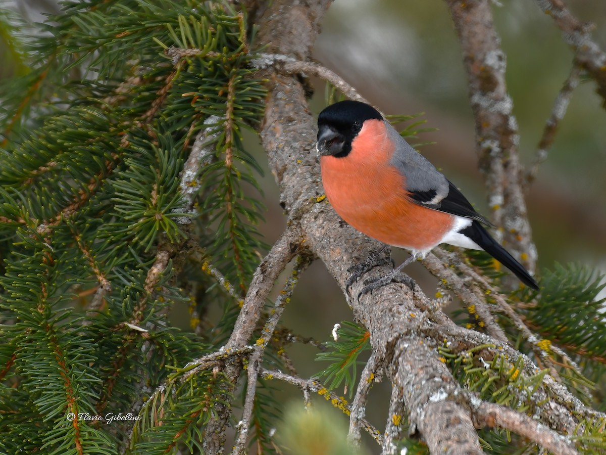 Eurasian Bullfinch - ML647213749