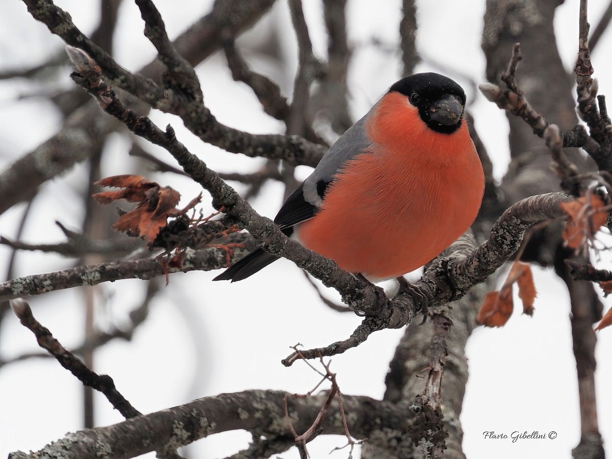 Eurasian Bullfinch - ML647213750