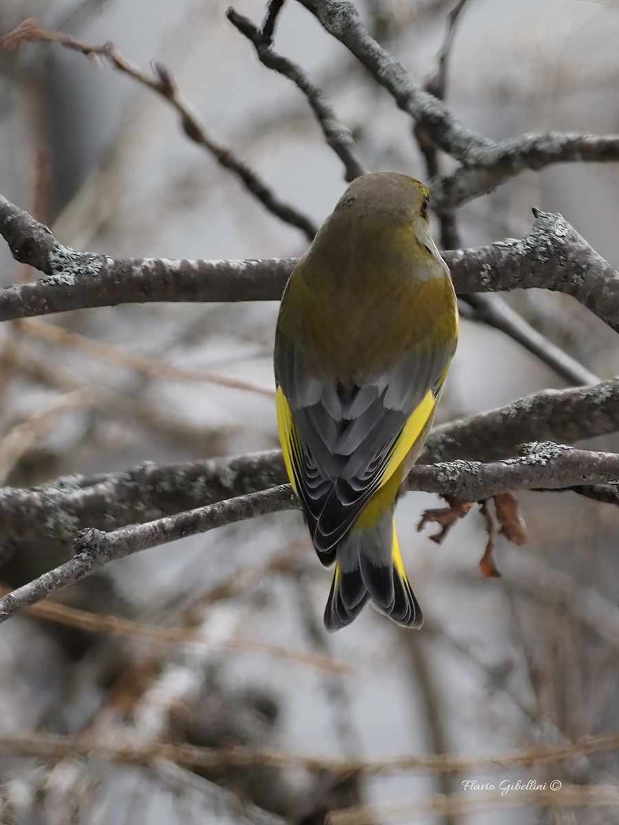 European Greenfinch - ML647213764