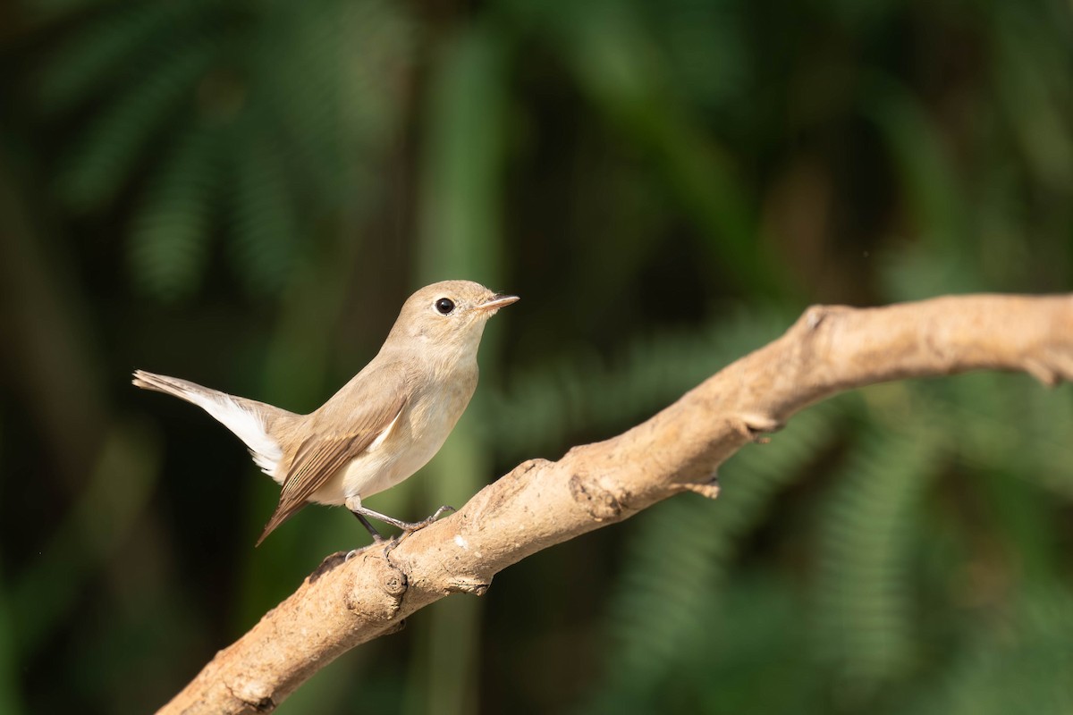 Red-breasted Flycatcher - ML647213795