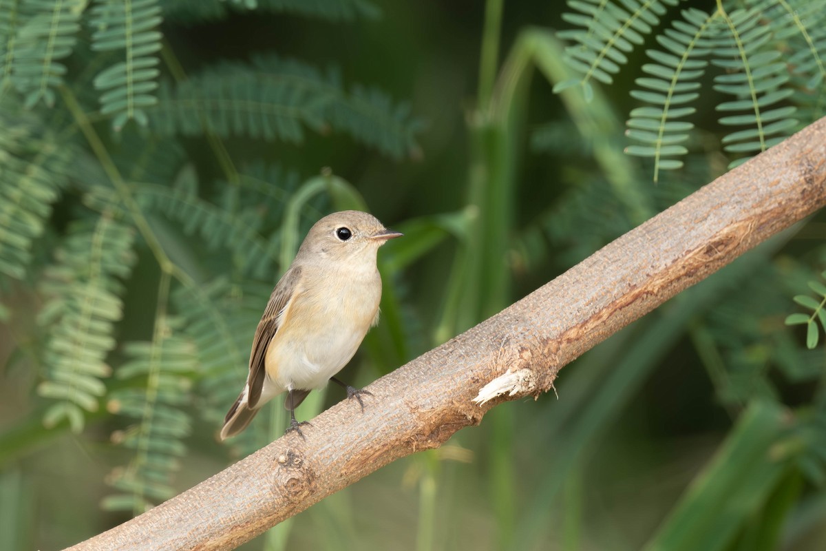 Red-breasted Flycatcher - ML647213796