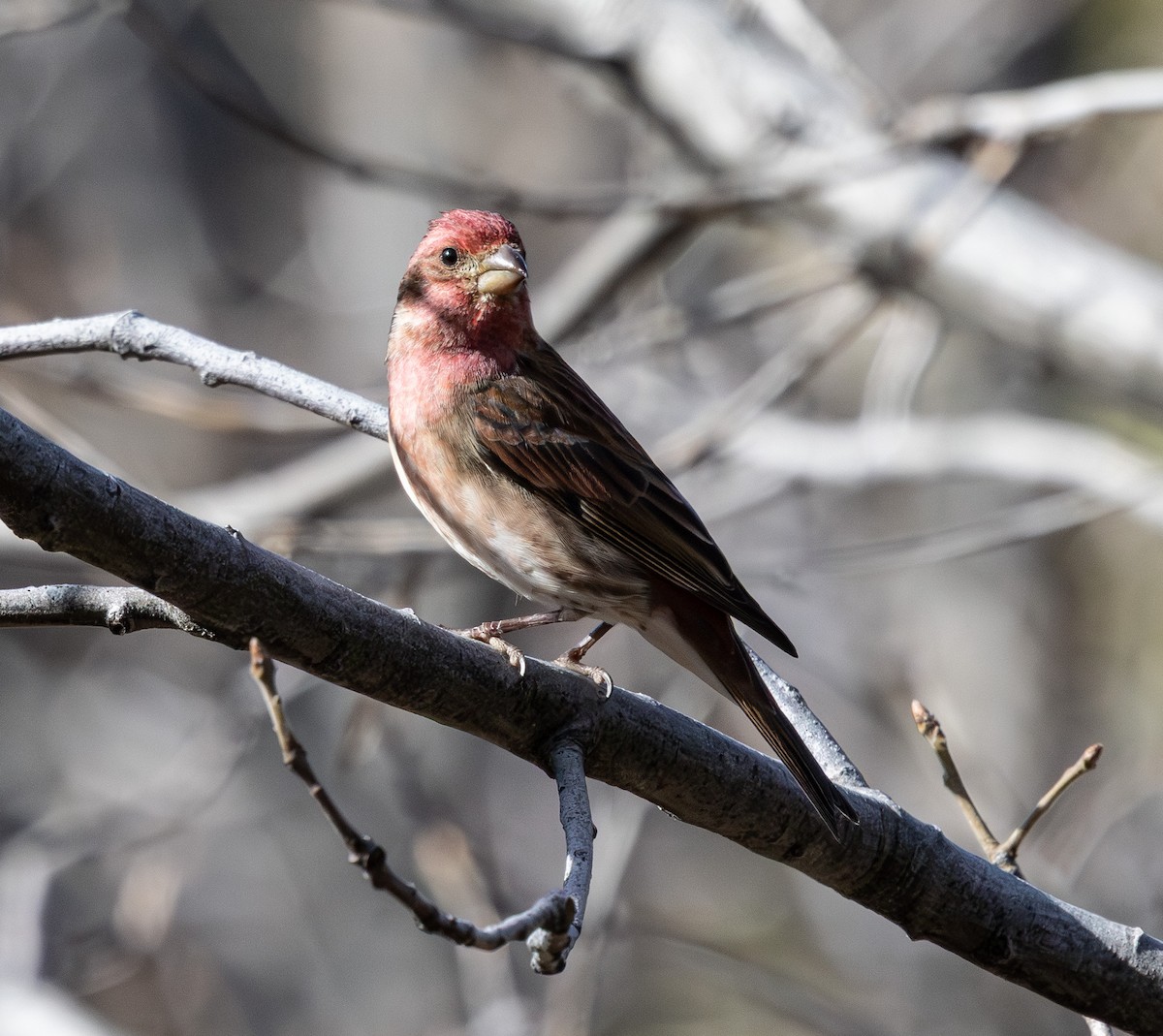 Purpurgimpel - ML647213797