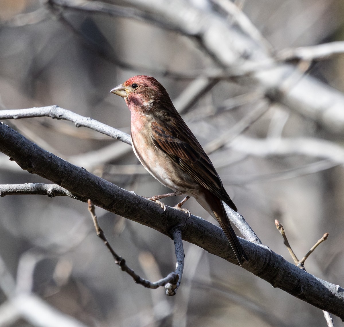 Purpurgimpel - ML647213798