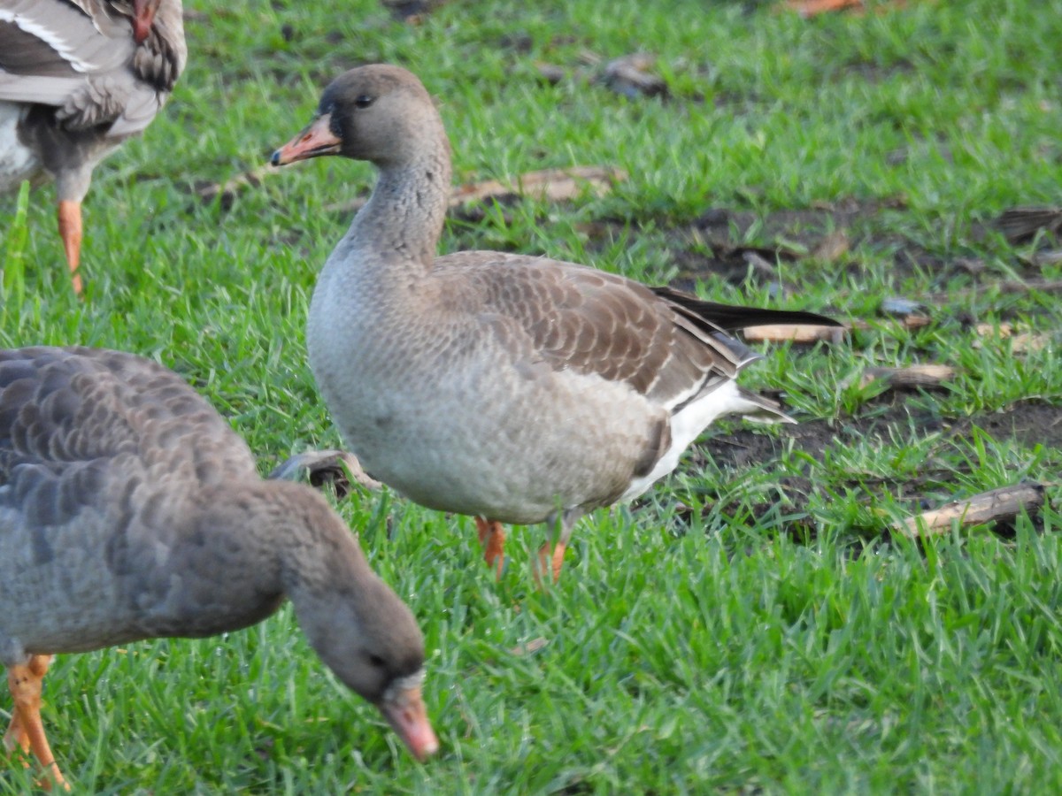 Гуска білолоба - ML647213803