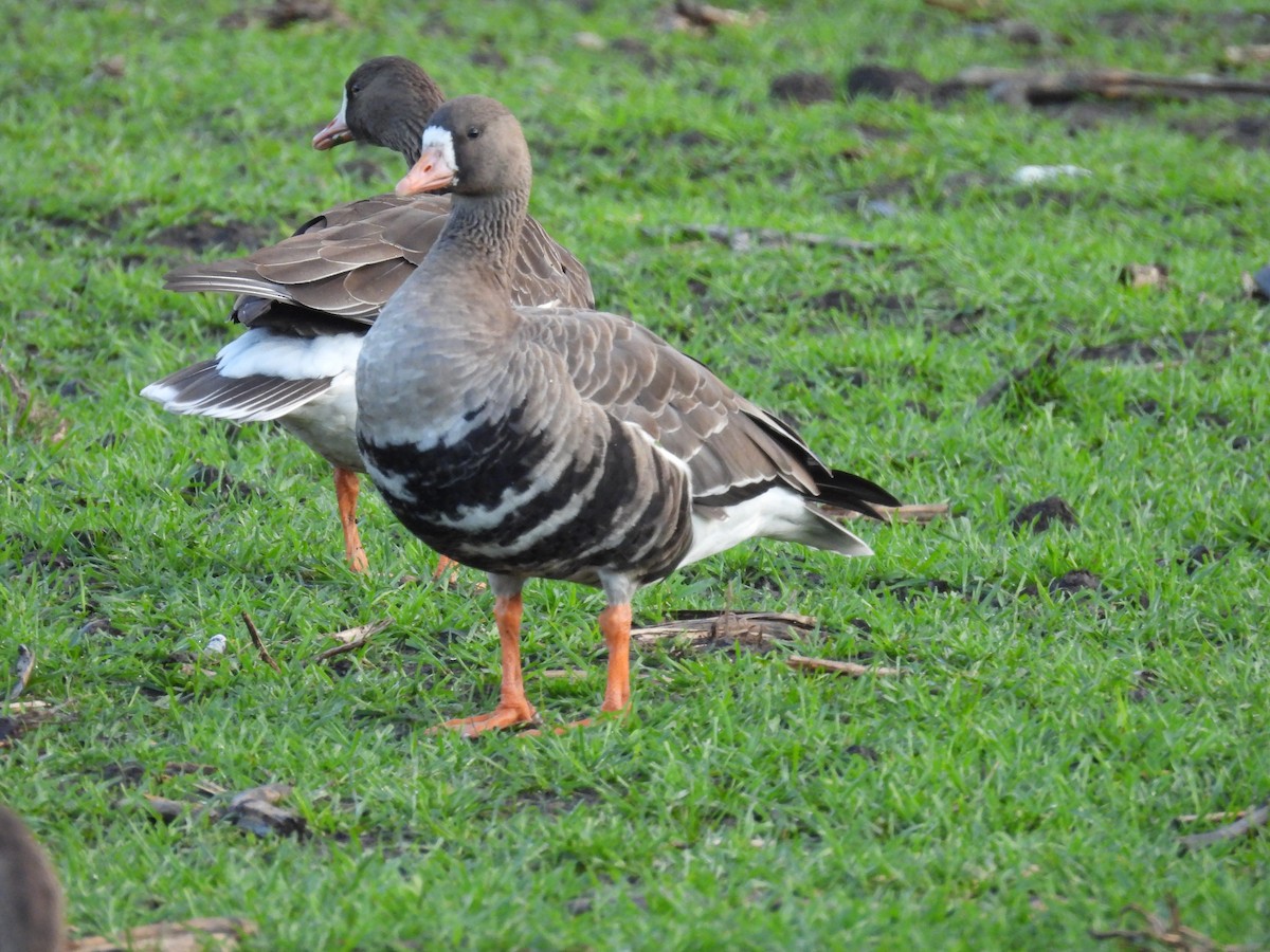 Гуска білолоба - ML647213804