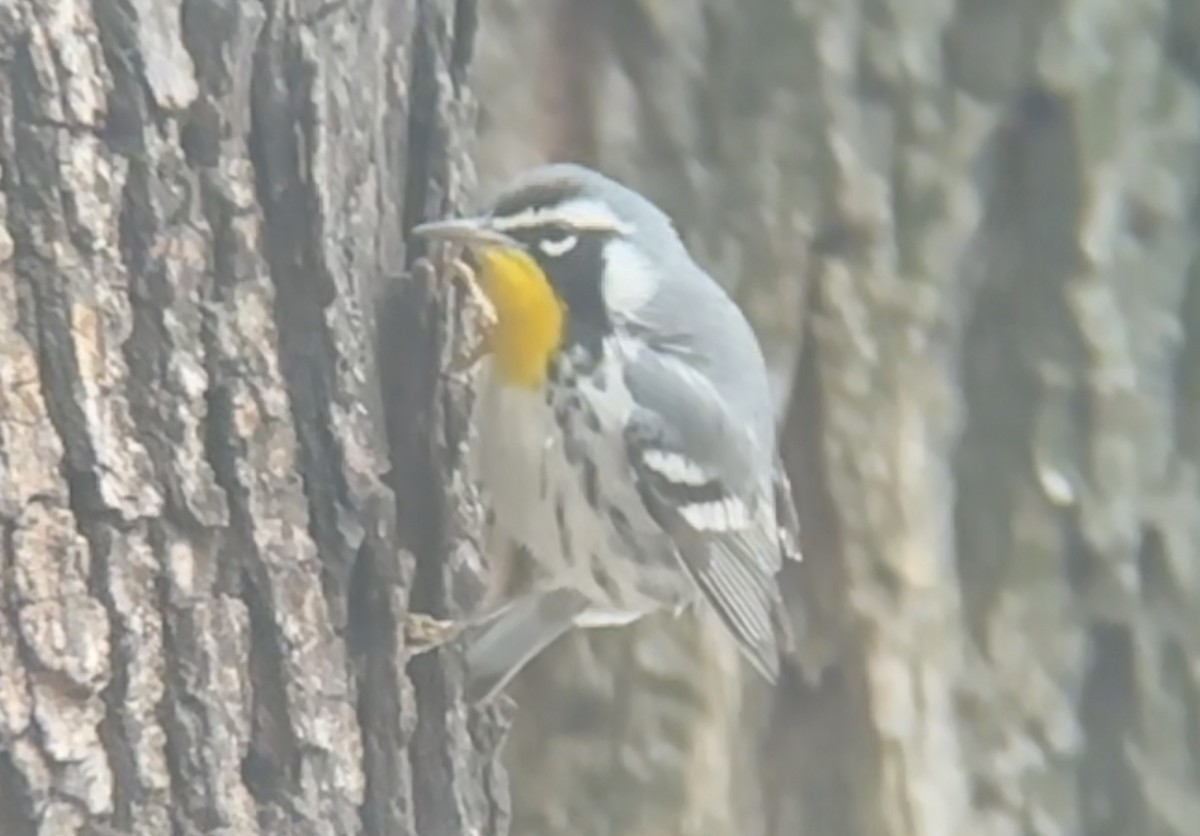 Goldkehl-Waldsänger - ML647213838