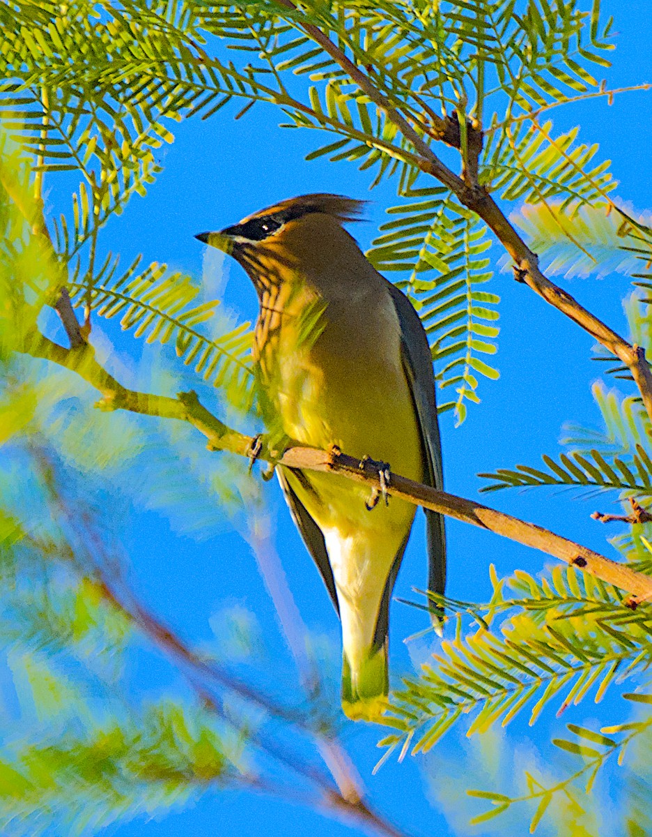 Cedar Waxwing - ML647213842