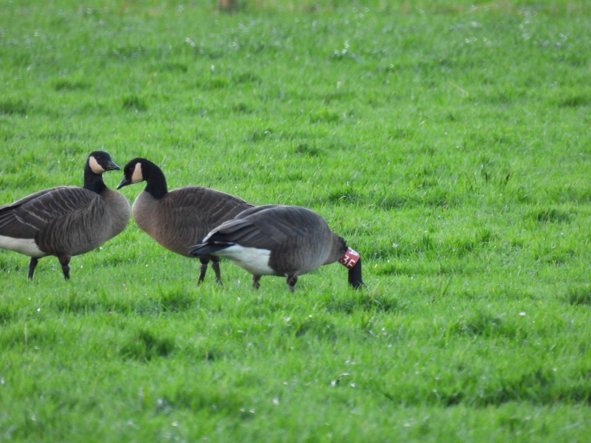 Kanadagans (occidentalis/fulva) - ML647213843