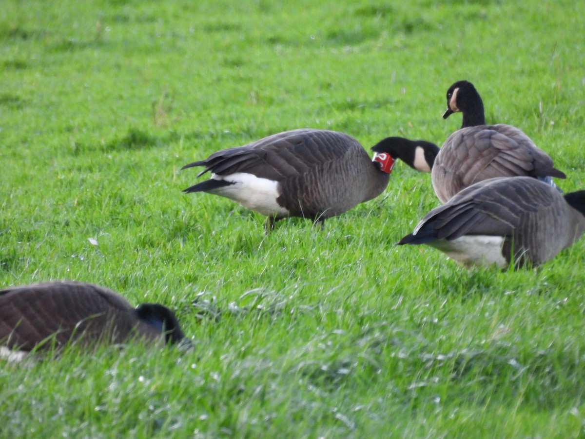 Kanadagans (occidentalis/fulva) - ML647213844