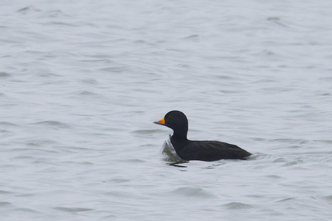 Black Scoter - ML647213847