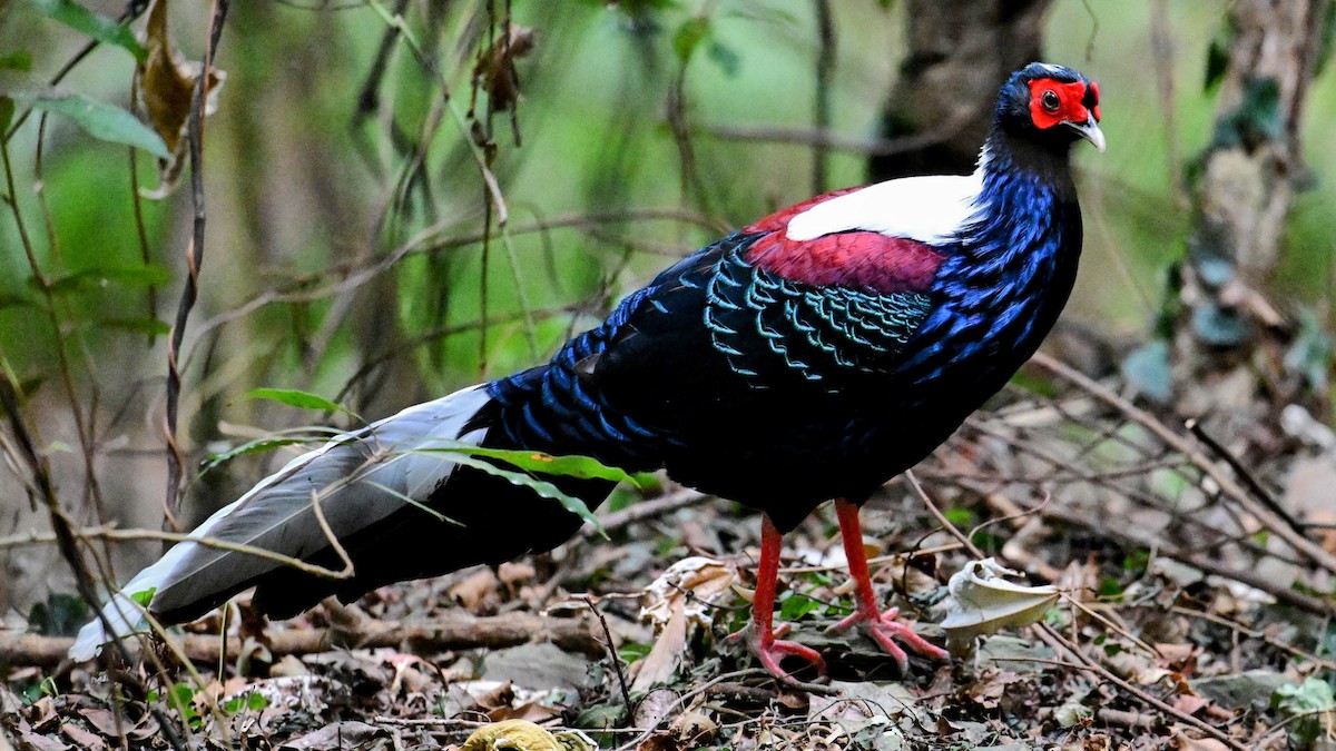 Swinhoe's Pheasant - ML647213850