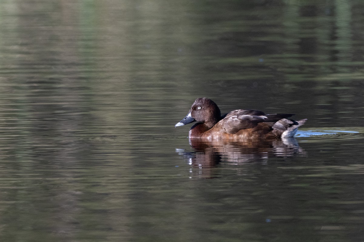 Hardhead - ML647213858