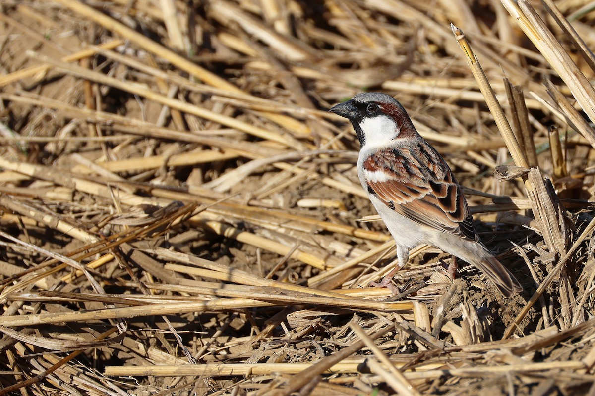 דרור בית (הודי) - ML647213859