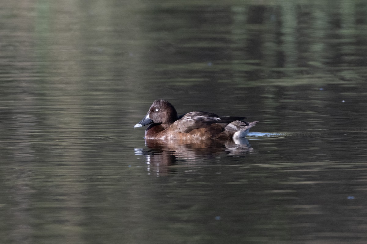 Hardhead - ML647213861