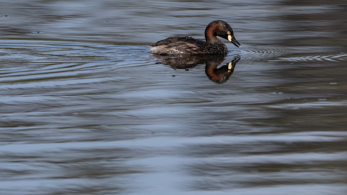 Australasian Grebe - ML647213874