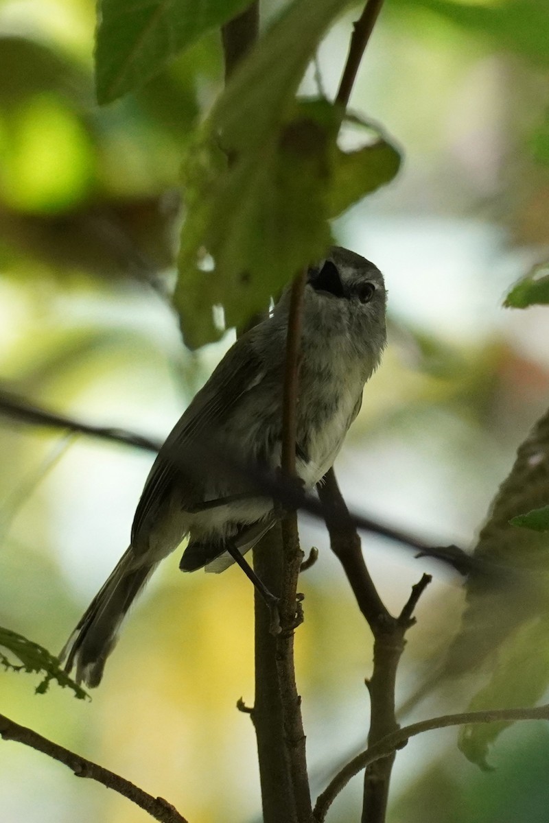 Brown Gerygone - ML647213881