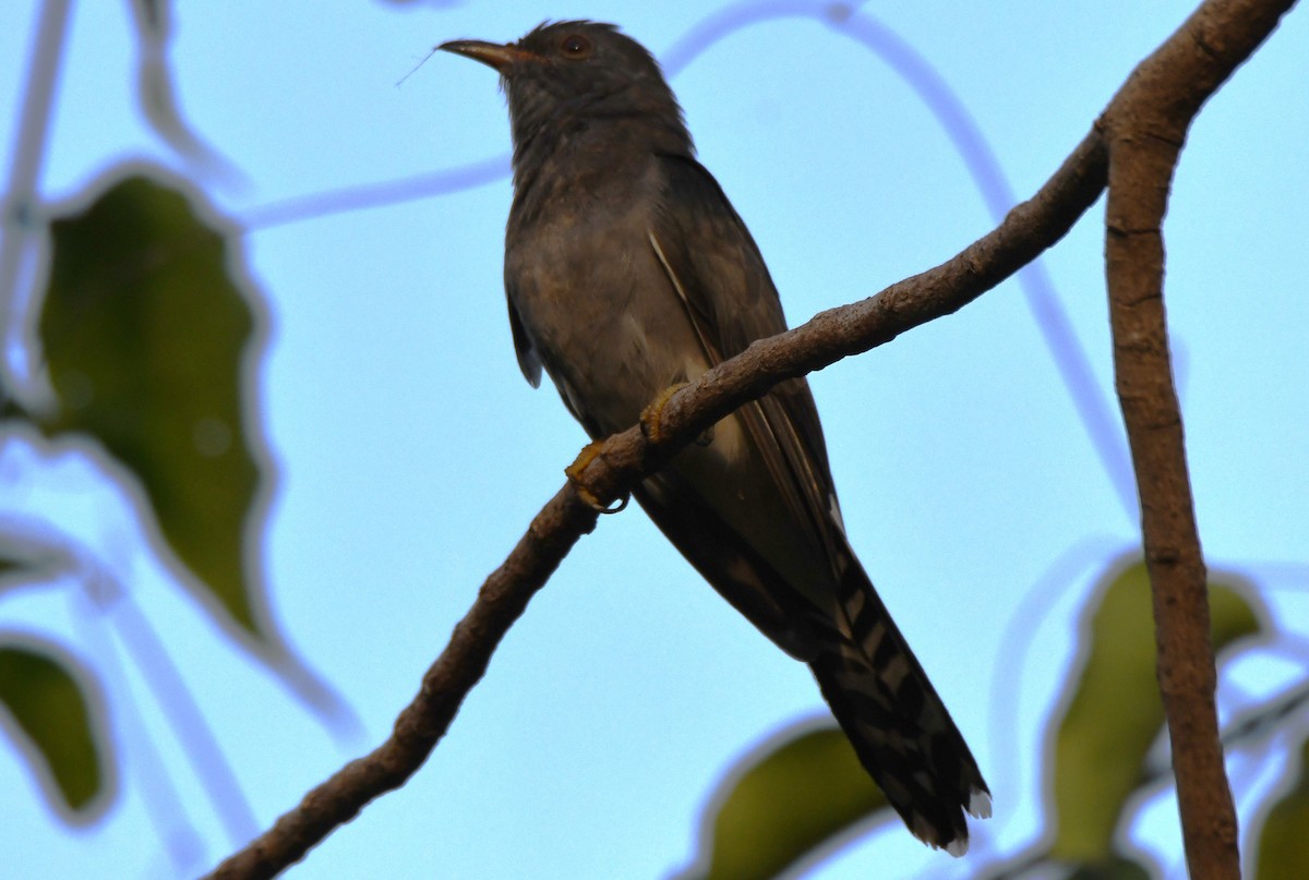 kukačka šedobřichá - ML647213906