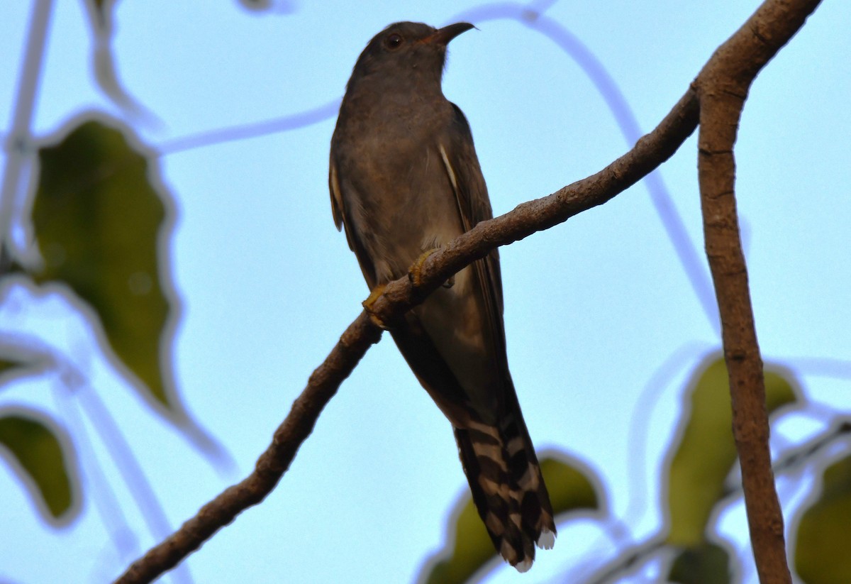 kukačka šedobřichá - ML647213907