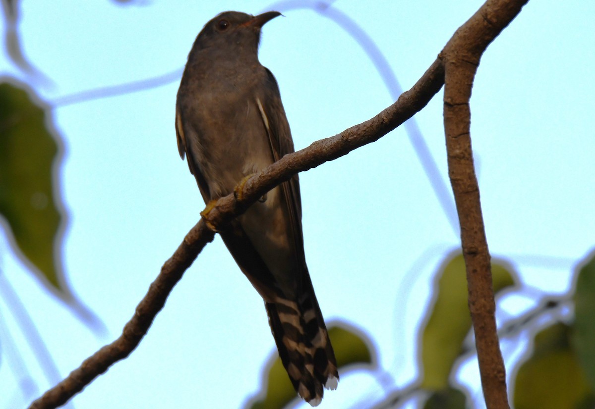 kukačka šedobřichá - ML647213909