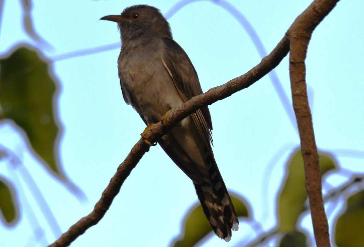 kukačka šedobřichá - ML647213911