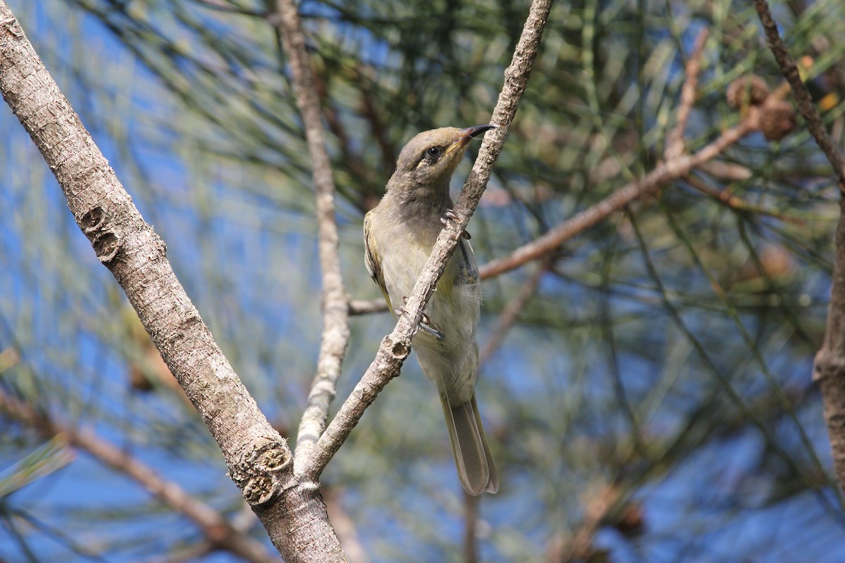 Brown Honeyeater - ML647213912