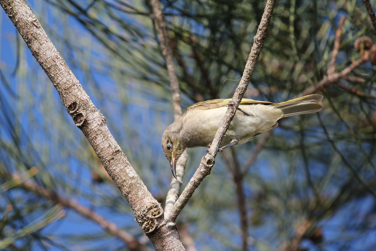 Brown Honeyeater - ML647213913