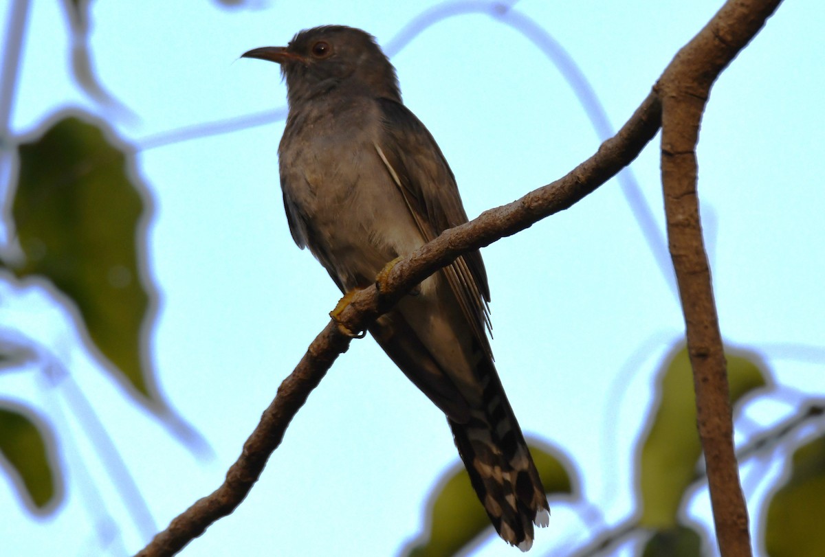 kukačka šedobřichá - ML647213914