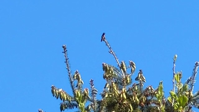 Purple Finch - ML647213931