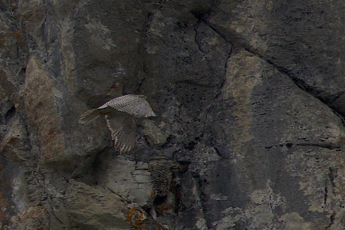 Кречет - ML647213936