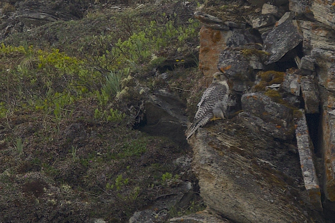 Кречет - ML647213937