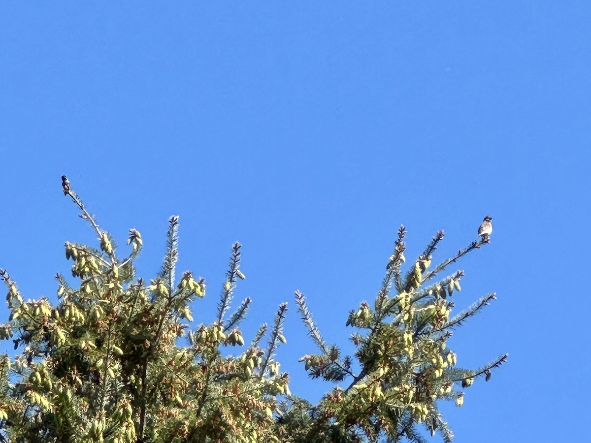 Purpurgimpel - ML647213948