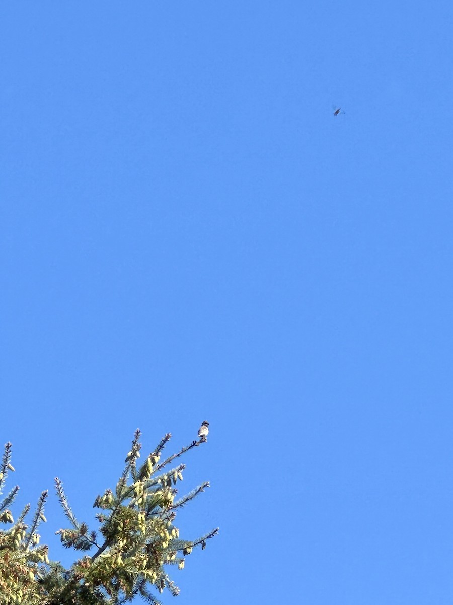 Annakolibri - ML647213971