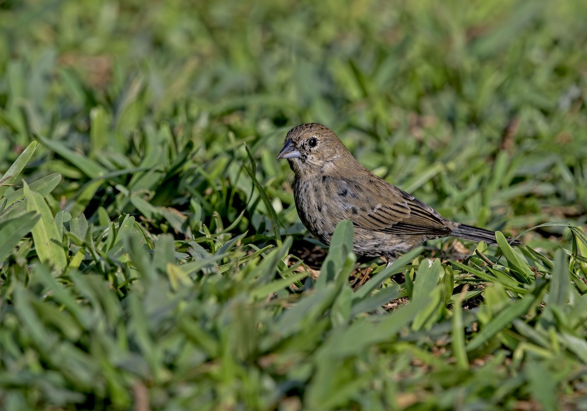 Lacivert Tangara - ML647213983